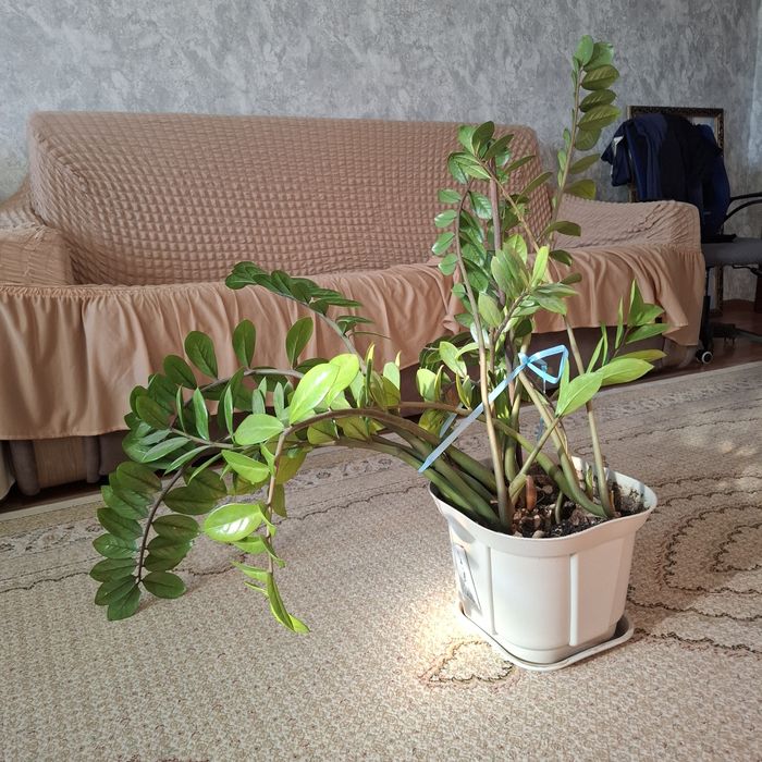 замиокулькас большой