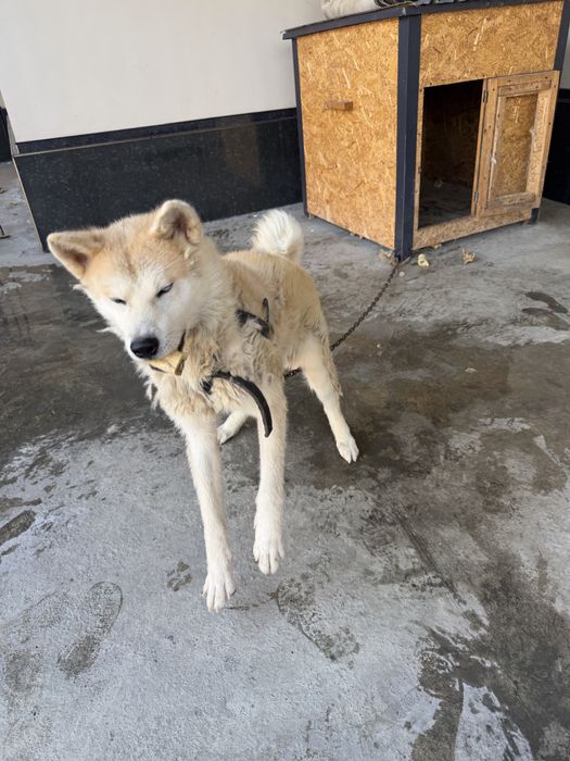 Akita inu zotli it bor sotiladi