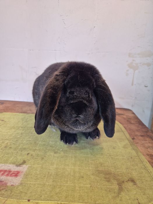 Femela Berbec German 96.5p