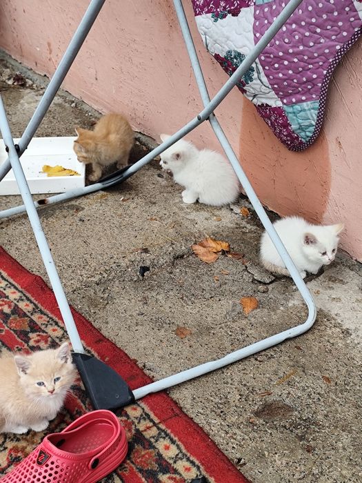 Котята, отдам в добрые руки