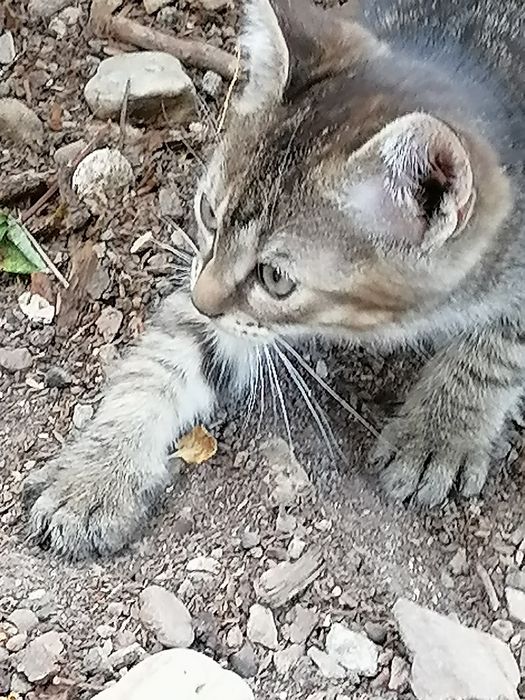 Gratuit ofer pui de pisică foarte drăguți și jucăuși