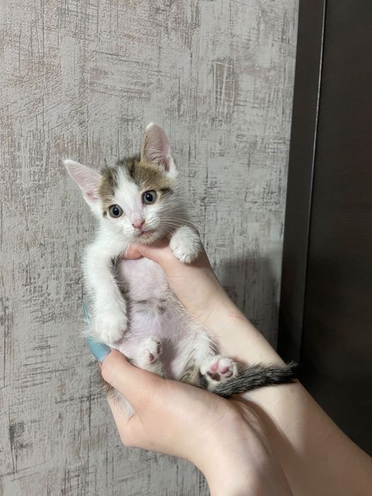 отдам котят в дрбрве руки
