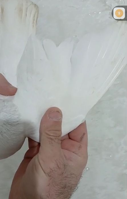 Продам голубей...