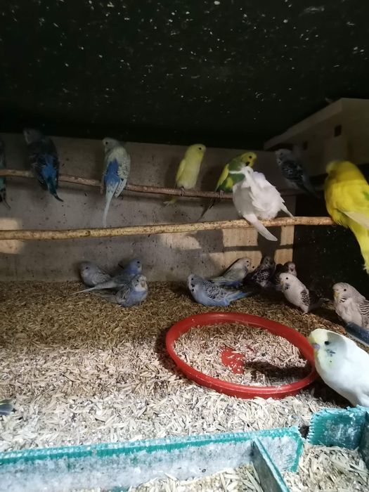 Papagali perusi inelați