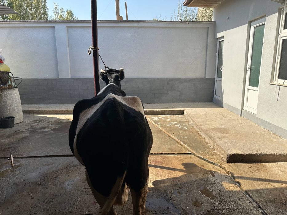 Sigir rossiyski paroda sotiladi