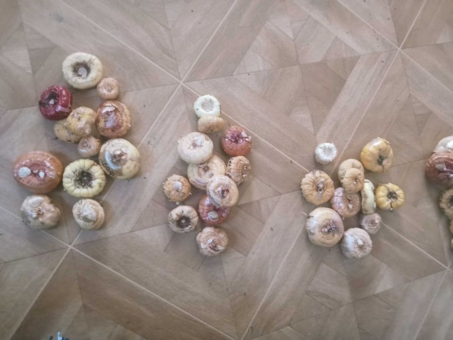 Набор луковиц гладиолусов