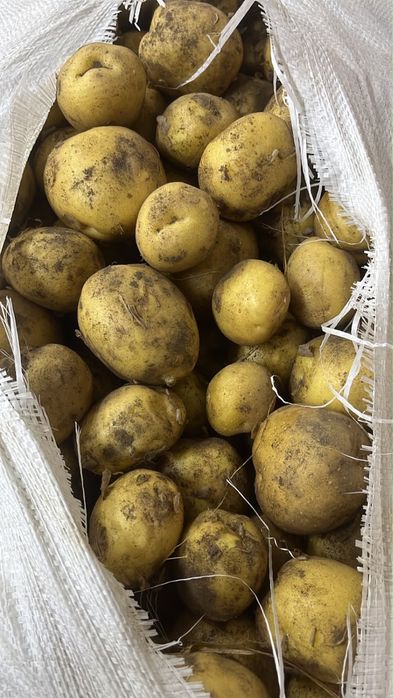 Картошка картофель