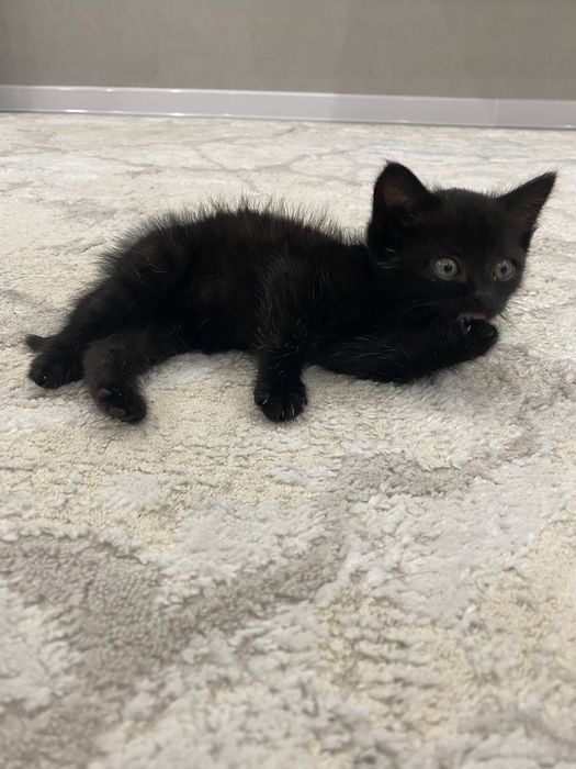 Котёнок в добрые руки.
