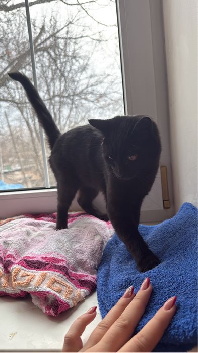 Ищет дом чёрная красавица Багира