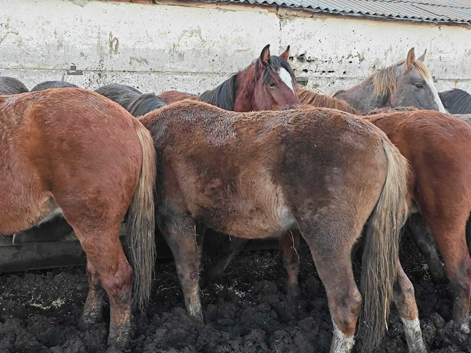 Жеребчики на откорме