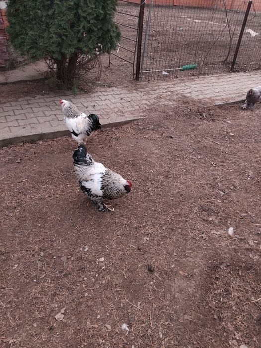 Брама киокухинкаи петухи молодые