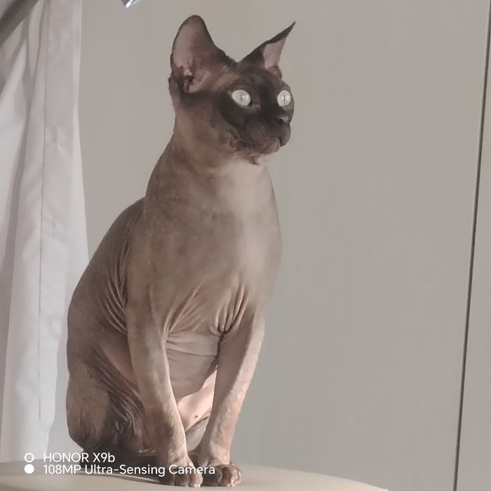 Сфинкс Канадский.