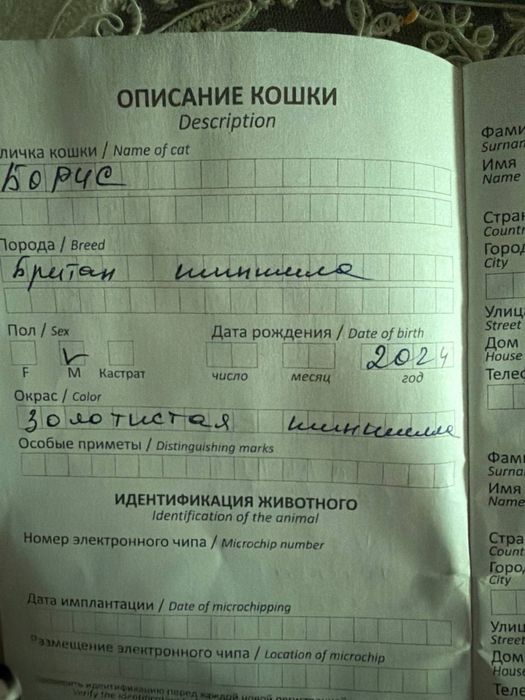 Zolotaya shinshila ogil bola. Sotiladi pasportlari bor. Turkiyadan