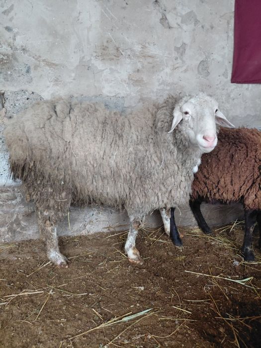 Кошкар сатылады 2ден асып жатр