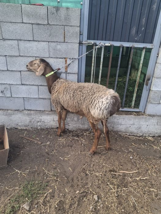 Продам кошкара  срочно