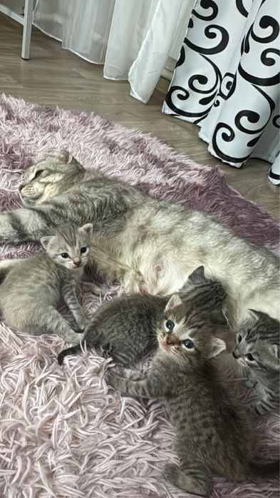 Шотландские котята и кошка