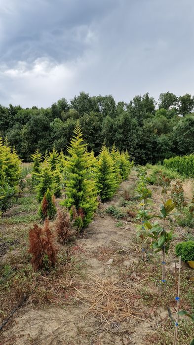 Leylandii Gold Rider de la producator