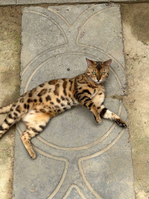 Бенгалская кошка