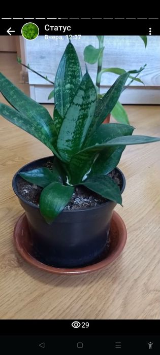 Продам цветы комнатные