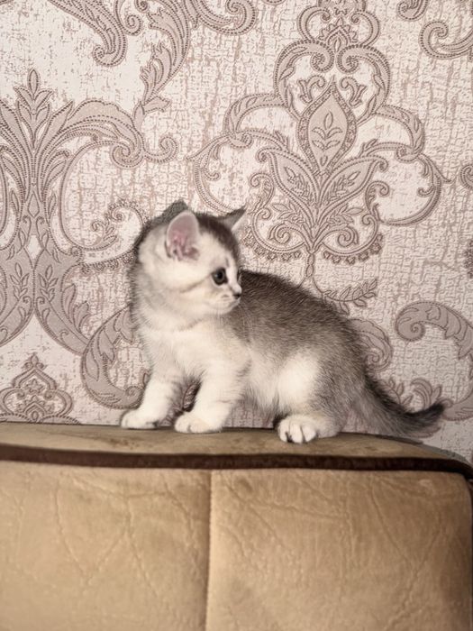 Серебристая шиншила