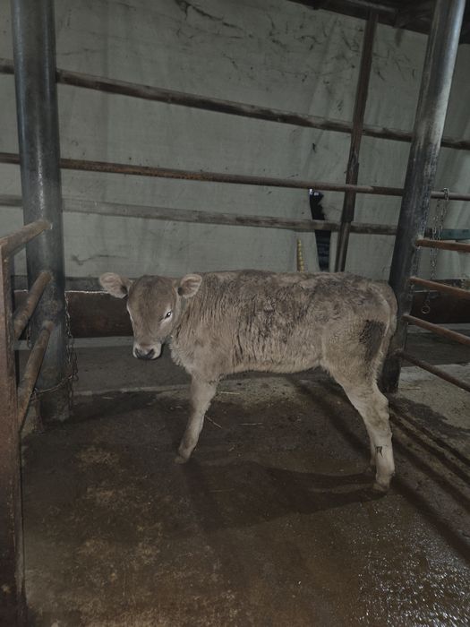 Сатылады 2 айлык ургашы  сауын сиырдан  бұзау 180 мын саудасы бар!