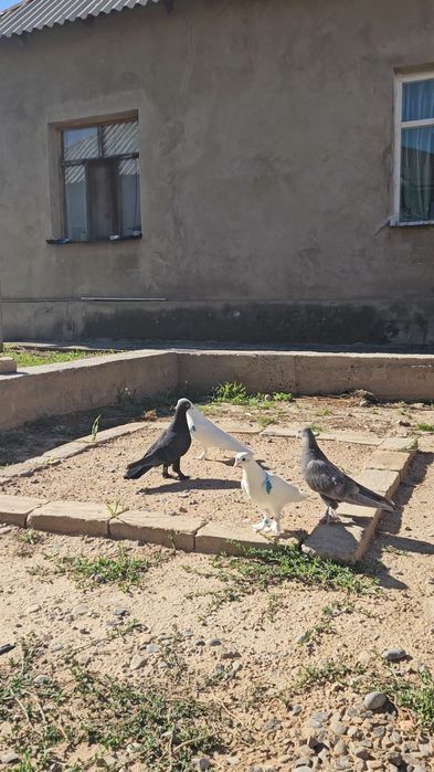 Голуби такла,бьяз,арап,пишят