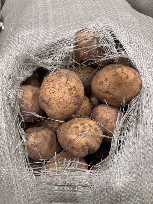 Продам картофель в больших обьемах