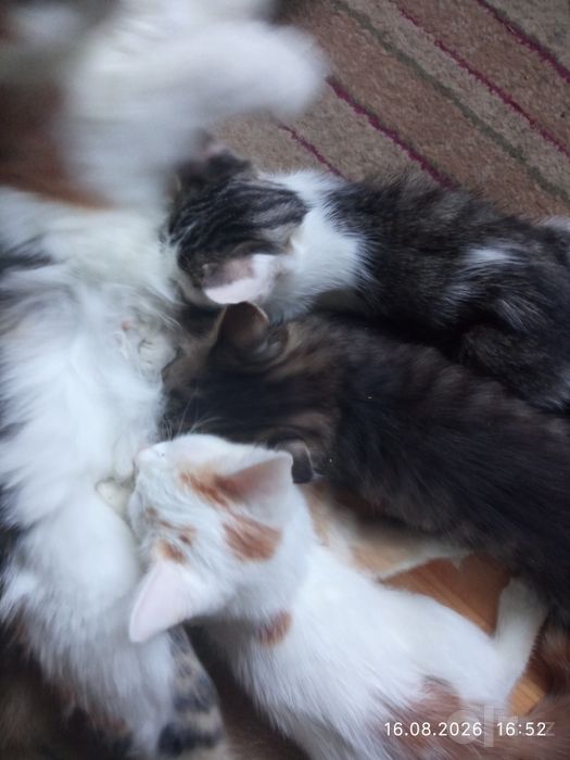 Котята бесплатно. Мушукчалар текинга