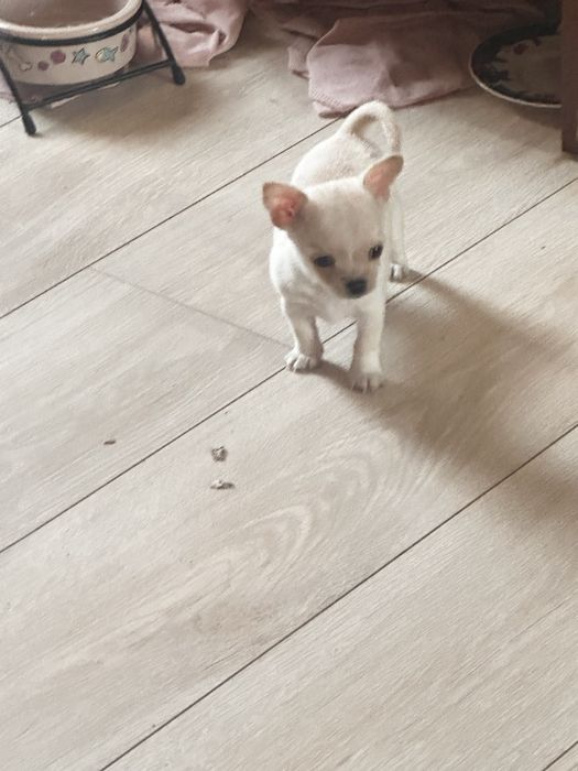 Шикарные щенки чихуахуа