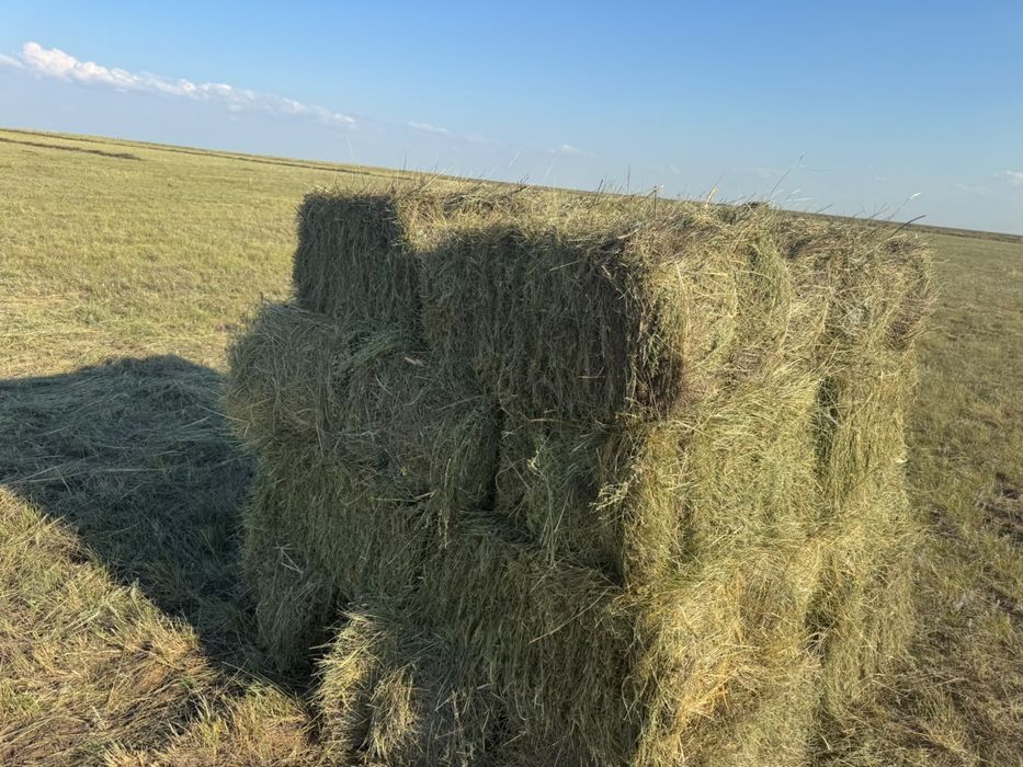 Сено Шөп тюкпен.