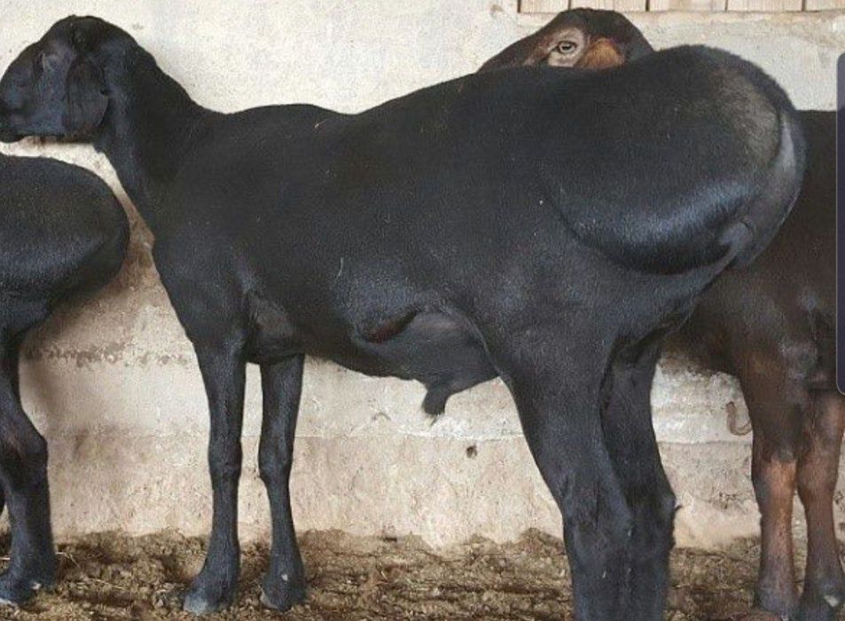 Qassob servis xizmati ,sogʻlom benuqson toza qoʻylar va sifatli