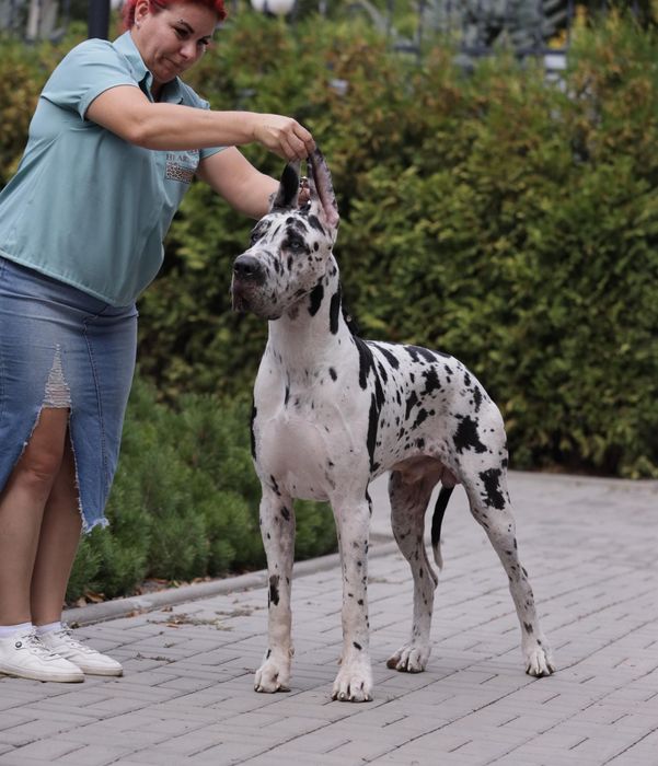 Щенки немецкого дога