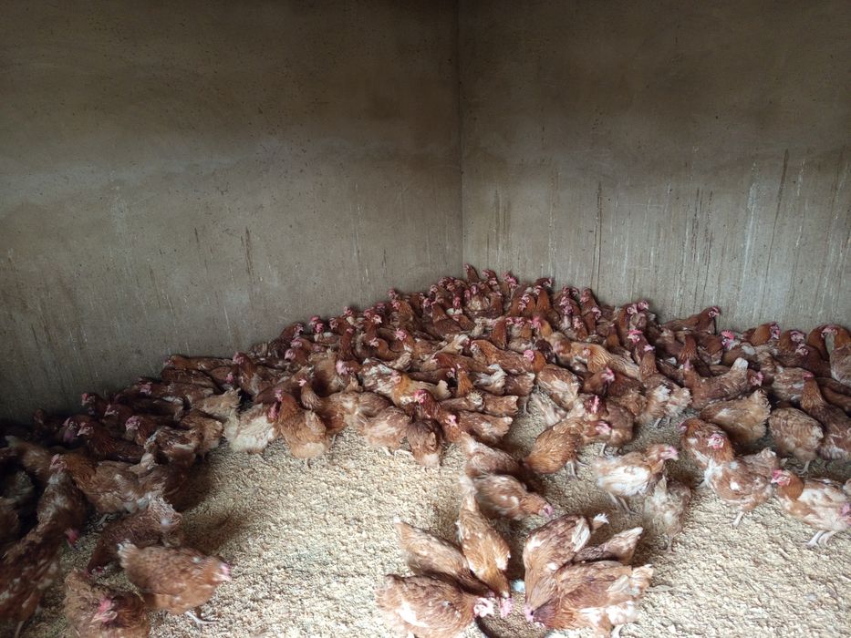 Продам курей 4500