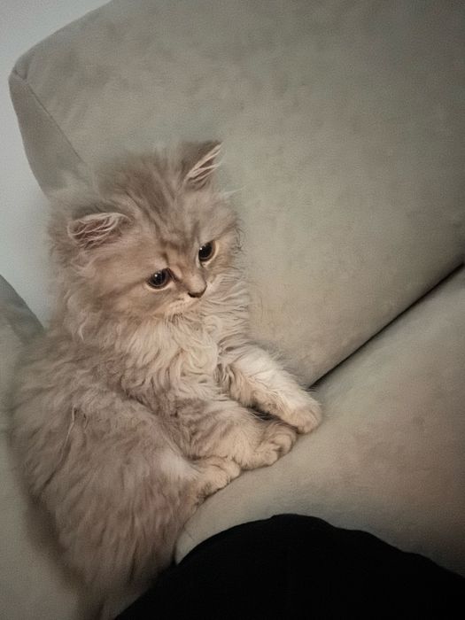 Продам котенка шотланка
