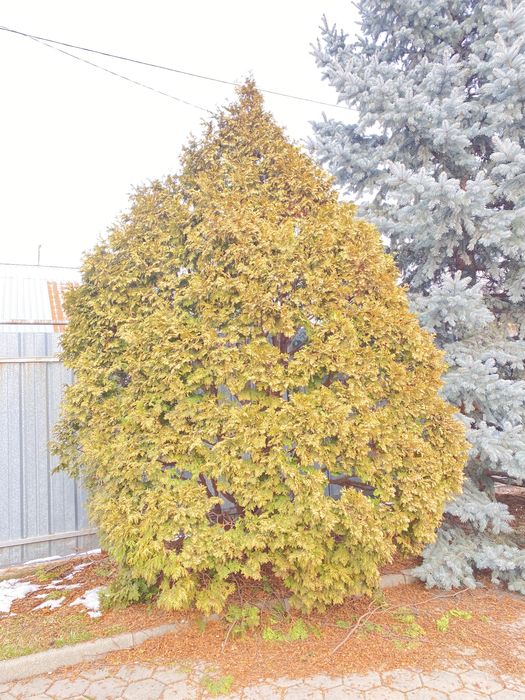 Продам Тую большая