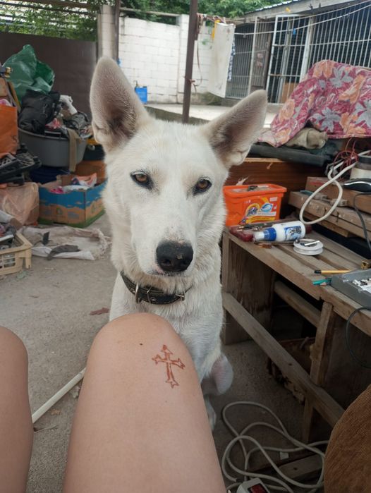 Продам щенков охотничьих