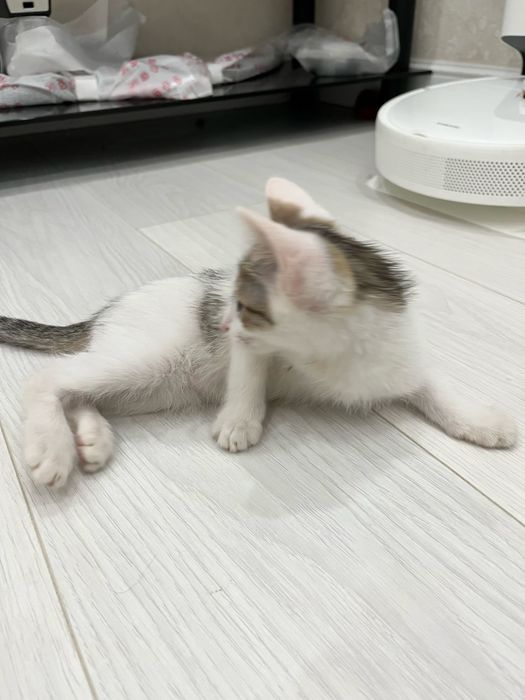 Котенок бесплатно