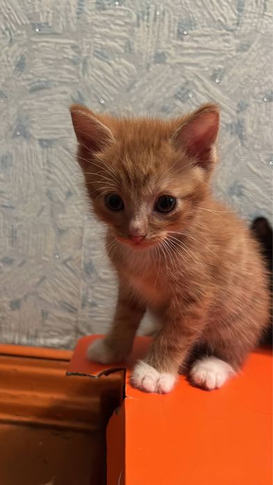 Отдам котят в хорошие руки!