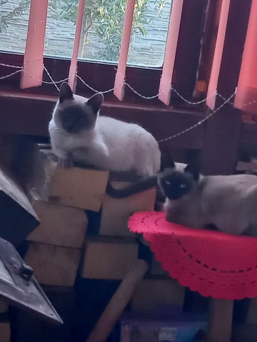 Casa in Nadlac langa Penny