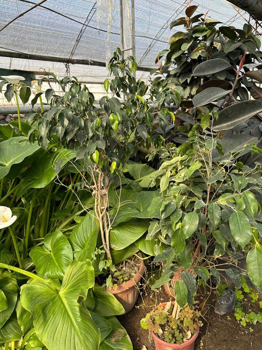 Фикус малочай кала алое гуллари