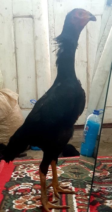 Kulangi makiyoncha sotiladi