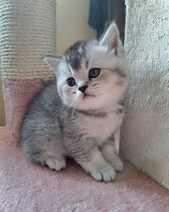 Британ серибристий чорний тикировиний шиншилла