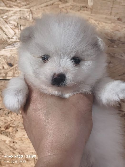 Очаровательные щенки шпица.