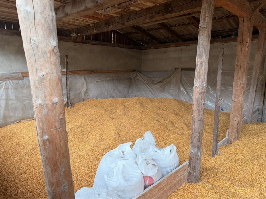 Porumb boabe de bună calitate