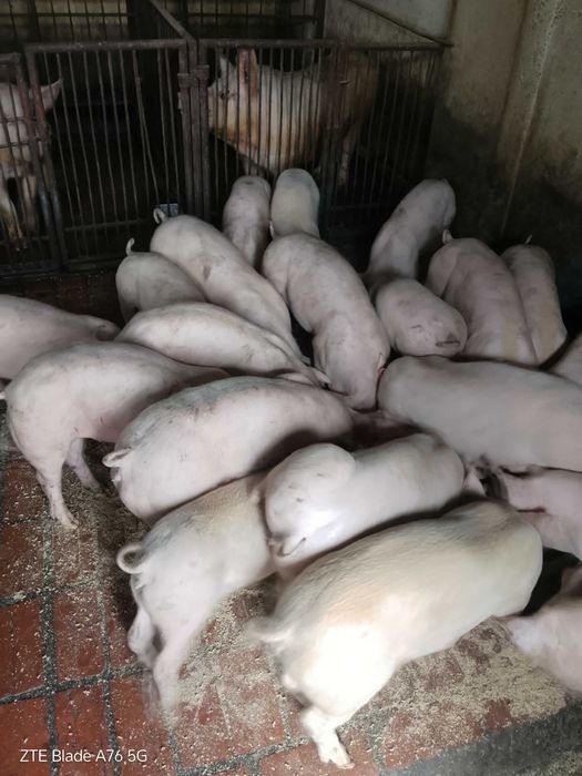 Продавам прасета