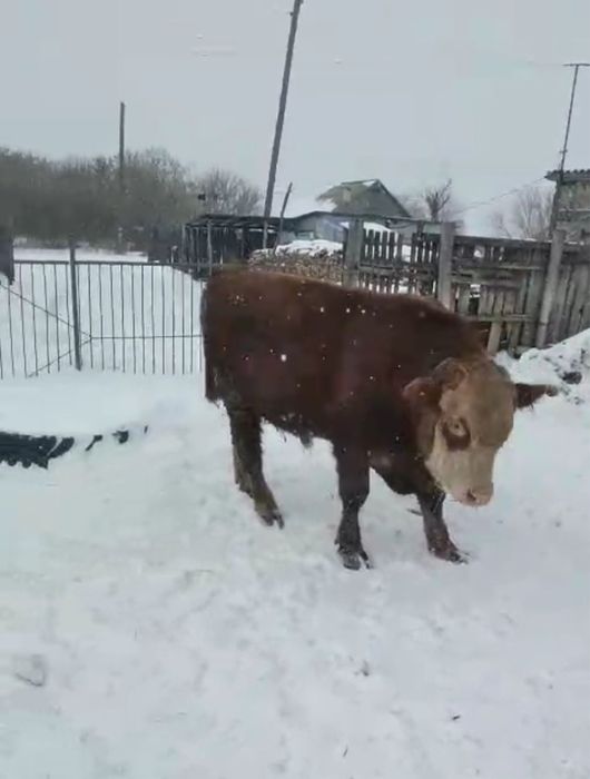 Продам быков 2 годовалых