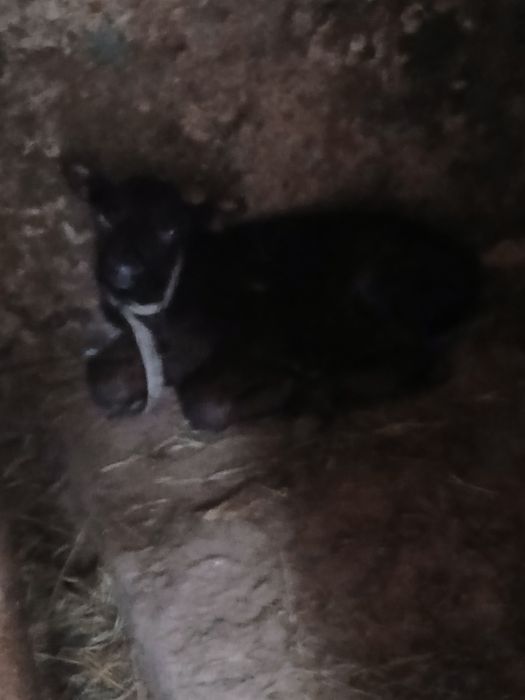 Vacă cu vițel la a patra fatare