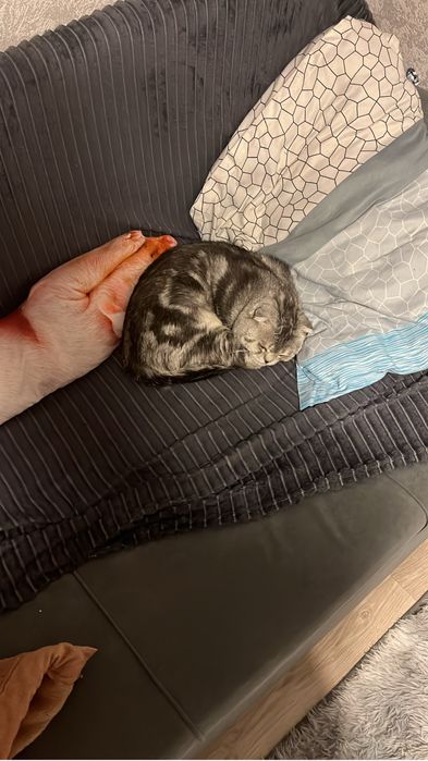 Британец вислоухий кот 1.5 года