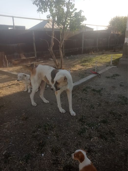 Алабай 1 жыл 2 ай