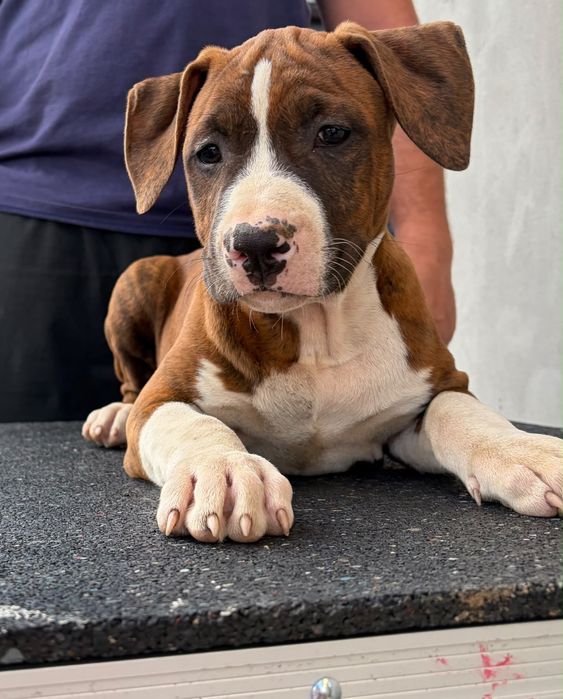American Staffordshire terrier
